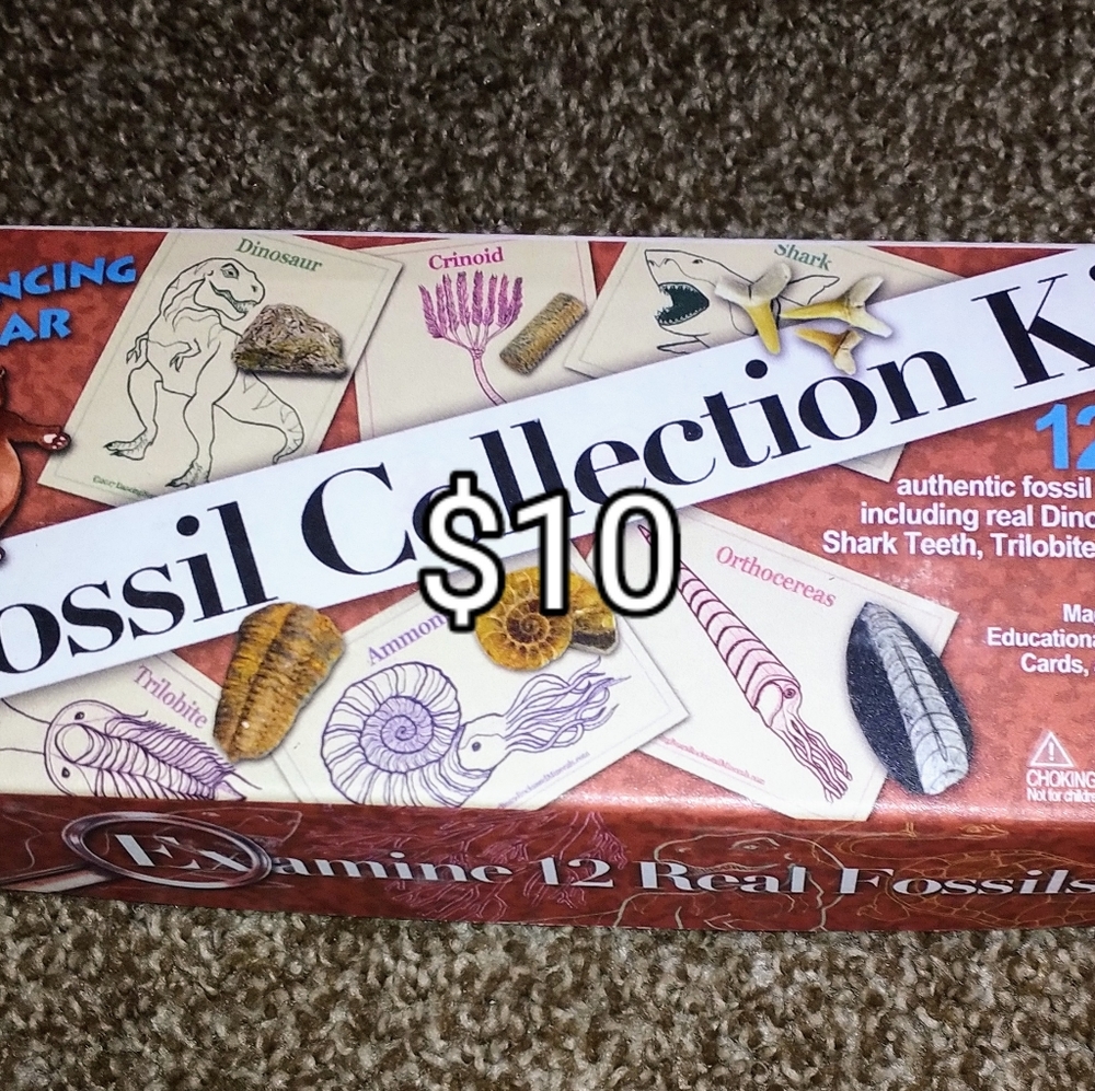 Dancing Bear fossil collection kit